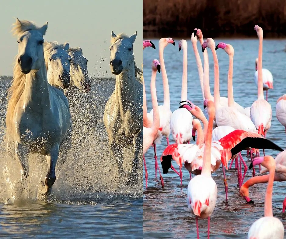 Chevaux courants dans l'eau et Cygnes dans l'eau qui sont les emblèmes de la Camargue